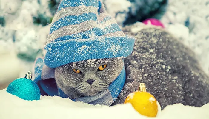 unhappy cat in snow